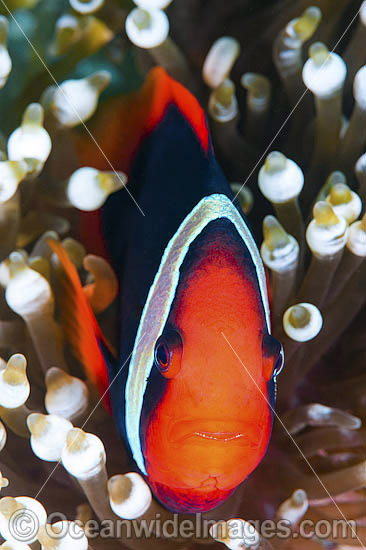 Tomato Anemonefish photo Tomato Anemonefish photo