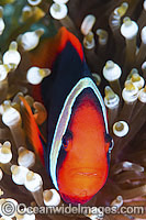 Tomato Anemonefish Photo - Gary Bell