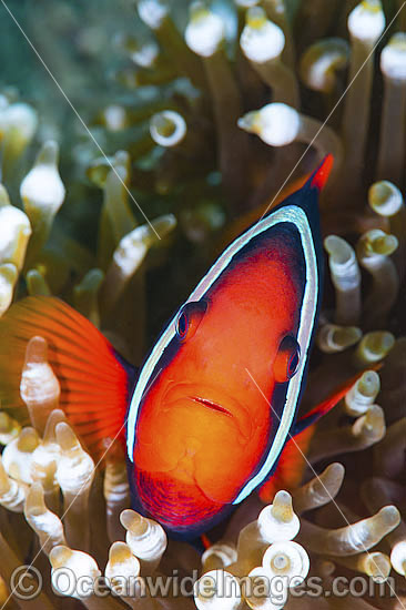 Tomato Anemonefish (Amphiprion frenatus), in a Sea Anemone. Also known as Bridled Anemonefish. Found throughout South-East Asia, western Pacific to Japan. Photo taken in Philippines. Within the Coral Triangle. Photo - Gary Bell