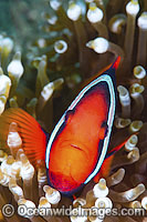 Tomato Anemonefish Photo - Gary Bell