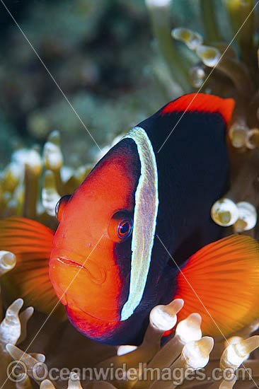 Tomato Anemonefish in Anemone photo Tomato Anemonefish in Anemone photo