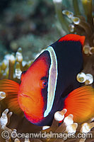 Tomato Anemonefish in Anemone Photo - Gary Bell