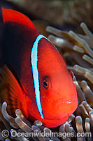 Tomato Anemonefish Amphiprion frenatus Photo - Gary Bell