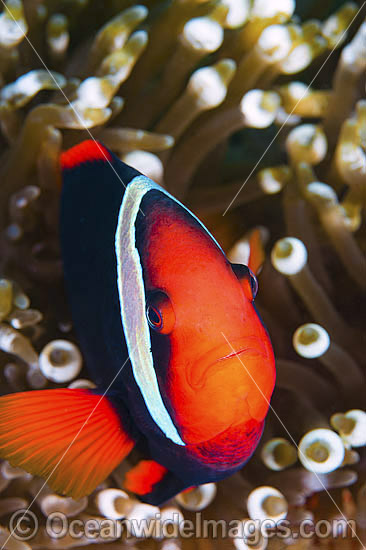 Tomato Anemonefish photo Tomato Anemonefish photo