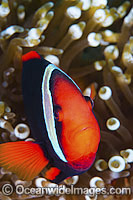 Tomato Anemonefish Photo - Gary Bell