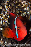 Tomato Anemonefish Photo - Gary Bell