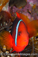 Tomato Anemonefish in Anemone Photo - Gary Bell