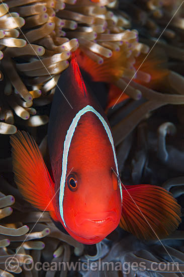 Tomato Anemonefish Amphiprion frenatus photo Tomato Anemonefish Amphiprion frenatus photo