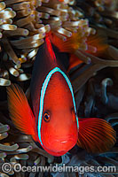 Tomato Anemonefish Amphiprion frenatus Photo - Gary Bell