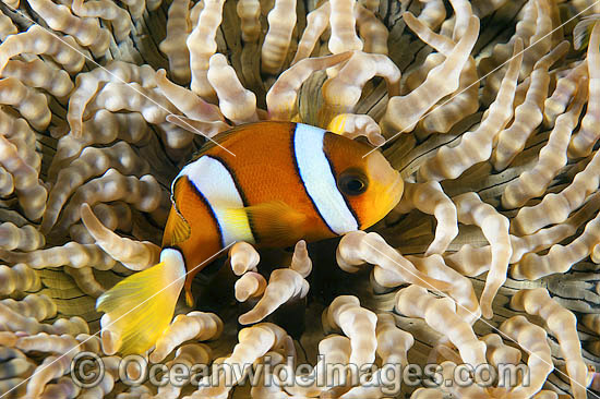 Clark's Anemonefish Amphiprion clarkii photo