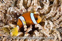 Clark's Anemonefish Amphiprion clarkii Photo - Gary Bell