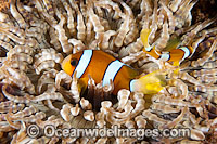 Clark's Anemonefish Photo - Gary Bell