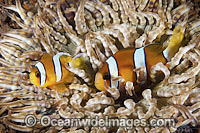 Clark's Anemonefish Amphiprion clarkii Photo - Gary Bell