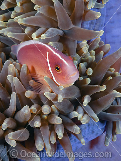 Pink Anemonefish (Amphiprion perideraion), in a Sea Anemone. Found in association with large sea anemones throughout Indo-West Pacific, including the Great Barrier Reef. Geographically variable. Photo - Gary Bell