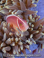 Pink Anemonefish in Anemone Photo - Gary Bell