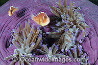 Pink Anemonefish Photo - Gary Bell