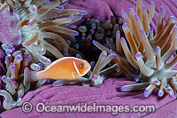 Pink Anemonefish Amphiprion perideraion Photo - Gary Bell