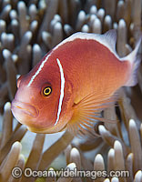 Pink Anemonefish Photo - Gary Bell