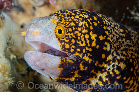 Starry Moray Eel (Echidna nebulosa). Also known as Clouded Moray Eel. Found throughout the Indo Pacific, including the Great Barrier Reef, Australia. Photo taken off Anilao, Philippines. Within the Coral Triangle. Photo - Gary Bell Starry Moray Eel (Echidna nebulosa). Also known as Clouded Moray Eel. Found throughout the Indo Pacific, including the Great Barrier Reef, Australia. Photo taken off Anilao, Philippines. Within the Coral Triangle. Photo - Gary Bell