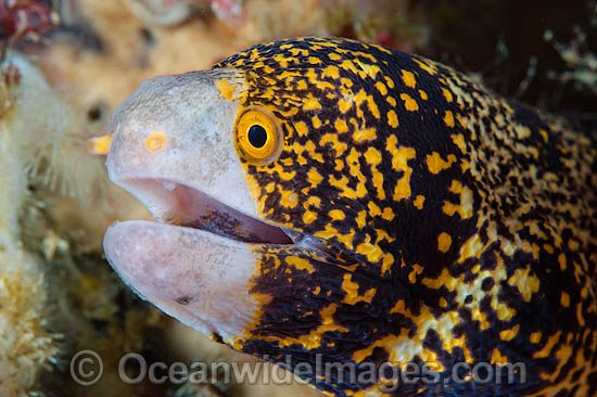 Starry Moray Eel (Echidna nebulosa). Also known as Clouded Moray Eel. Found throughout the Indo Pacific, including the Great Barrier Reef, Australia. Photo taken off Anilao, Philippines. Within the Coral Triangle. Photo - Gary Bell