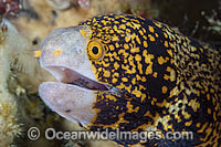 Clouded Moray Eel Echidna nebulosa Photo - Gary Bell