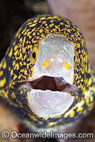 Clouded Moray Eel Echidna nebulosa Photo - Gary Bell