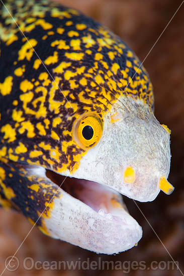 Clouded Moray Echidna nebulosa photo