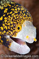 Clouded Moray Echidna nebulosa Photo - Gary Bell