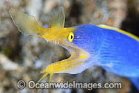 Blue Ribbon Eel male Photo - Gary Bell