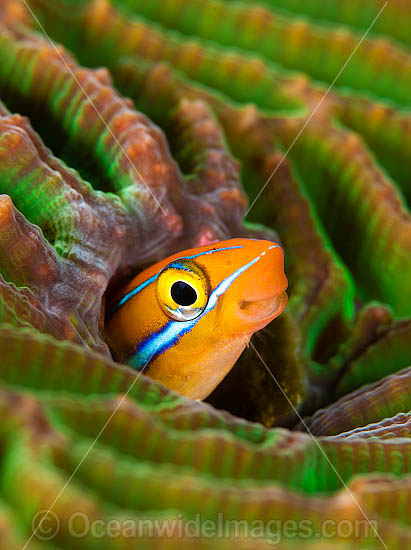 Blenny in hole photo