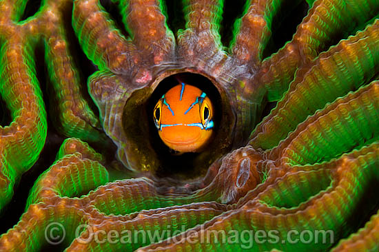 Blue-lined Sabretooth Blenny photo Blue-lined Sabretooth Blenny photo