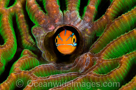 Blue-lined Sabretooth Blenny photo