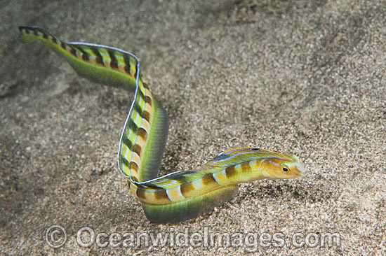 Snake Blenny Xiphasia setifer photo Snake Blenny Xiphasia setifer photo