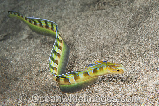 Snake Blenny Xiphasia setifer photo