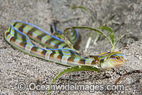 Snake Blenny Photo - Gary Bell