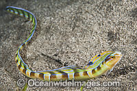 Snake Blenny swimming Photo - Gary Bell