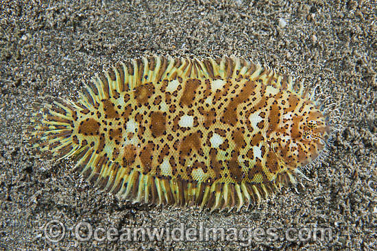 Carpet Sole Liachirus melanospilos photo