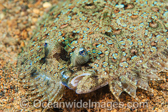 Leopard Flounder Bothus pantherinus photo