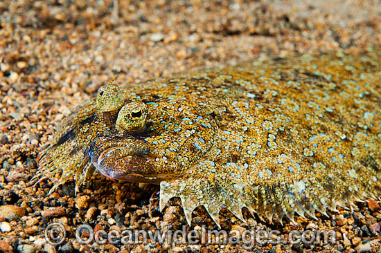 Leopard Flounder (Bothus pantherinus). Found throughout the Indo-West Pacific. Photo taken off Anilao, Philippines. Within the Coral Triangle. Photo - Gary Bell Leopard Flounder (Bothus pantherinus). Found throughout the Indo-West Pacific. Photo taken off Anilao, Philippines. Within the Coral Triangle. Photo - Gary Bell