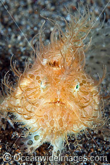 Striped Frogfish photo