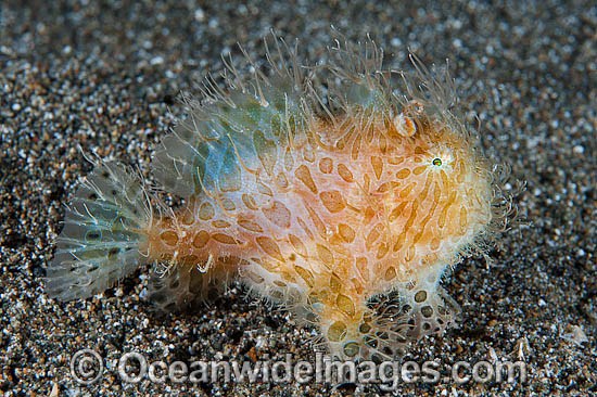 Striped Frogfish photo
