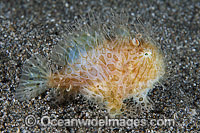 Striped Frogfish Photo - Gary Bell