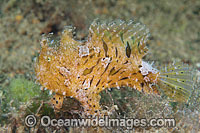 Striped Frogfish Photo - Gary Bell