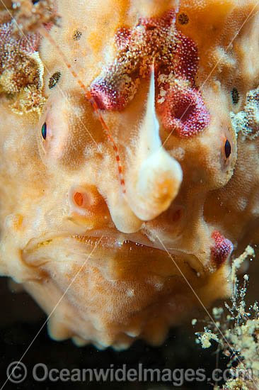 Giant Frogfish (Antennarius commersoni). Also known as Giant Anglerfish. Found throughout the Indo-West Pacific. Photo taken off Anilao, Philippines. Within the Coral Triangle. Giant Frogfish (Antennarius commersoni). Also known as Giant Anglerfish. Found throughout the Indo-West Pacific. Photo taken off Anilao, Philippines. Within the Coral Triangle.