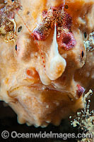 Giant Frogfish Antennarius commersoni Photo - Gary Bell