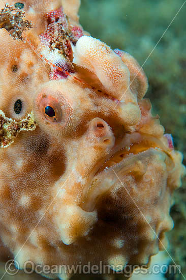 Giant Frogfish photo Giant Frogfish photo