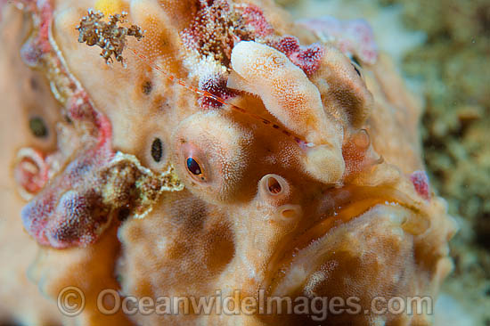 Giant Frogfish (Antennarius commersoni). Also known as Giant Anglerfish. Found throughout the Indo-West Pacific. Photo taken off Anilao, Philippines. Within the Coral Triangle. Giant Frogfish (Antennarius commersoni). Also known as Giant Anglerfish. Found throughout the Indo-West Pacific. Photo taken off Anilao, Philippines. Within the Coral Triangle.