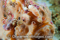 Giant Frogfish Antennarius commersoni Photo - Gary Bell