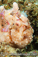 Giant Frogfish Photo - Gary Bell