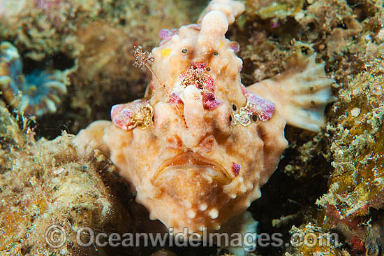 Giant Frogfish (Antennarius commersoni). Also known as Giant Anglerfish. Found throughout the Indo-West Pacific. Photo taken off Anilao, Philippines. Within the Coral Triangle. Photo - Gary Bell Giant Frogfish (Antennarius commersoni). Also known as Giant Anglerfish. Found throughout the Indo-West Pacific. Photo taken off Anilao, Philippines. Within the Coral Triangle. Photo - Gary Bell